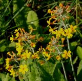 Primula bulleyana. Соцветия. Германия, г. Дюссельдорф, Ботанический сад университета. 02.06.2014.