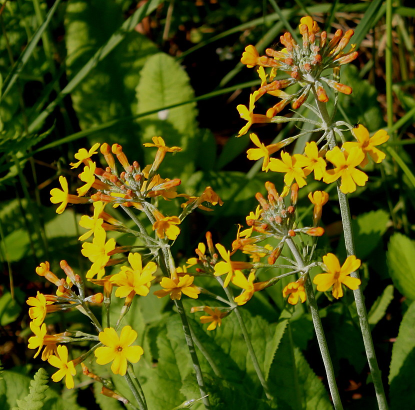 Image of Primula bulleyana specimen.