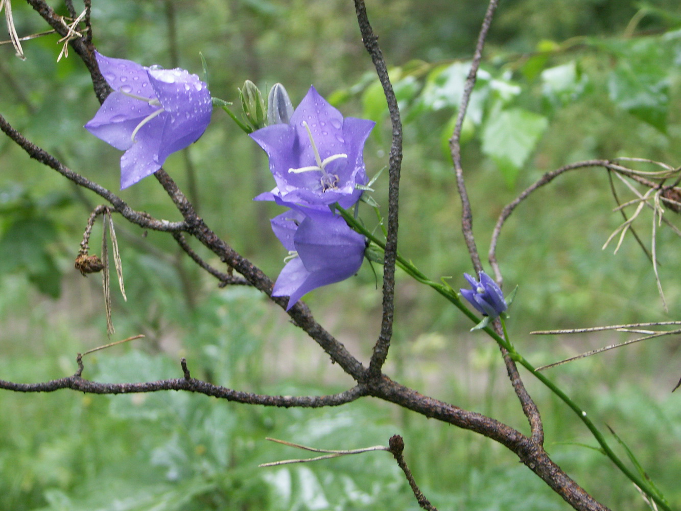 Image of Campanula persicifolia specimen.