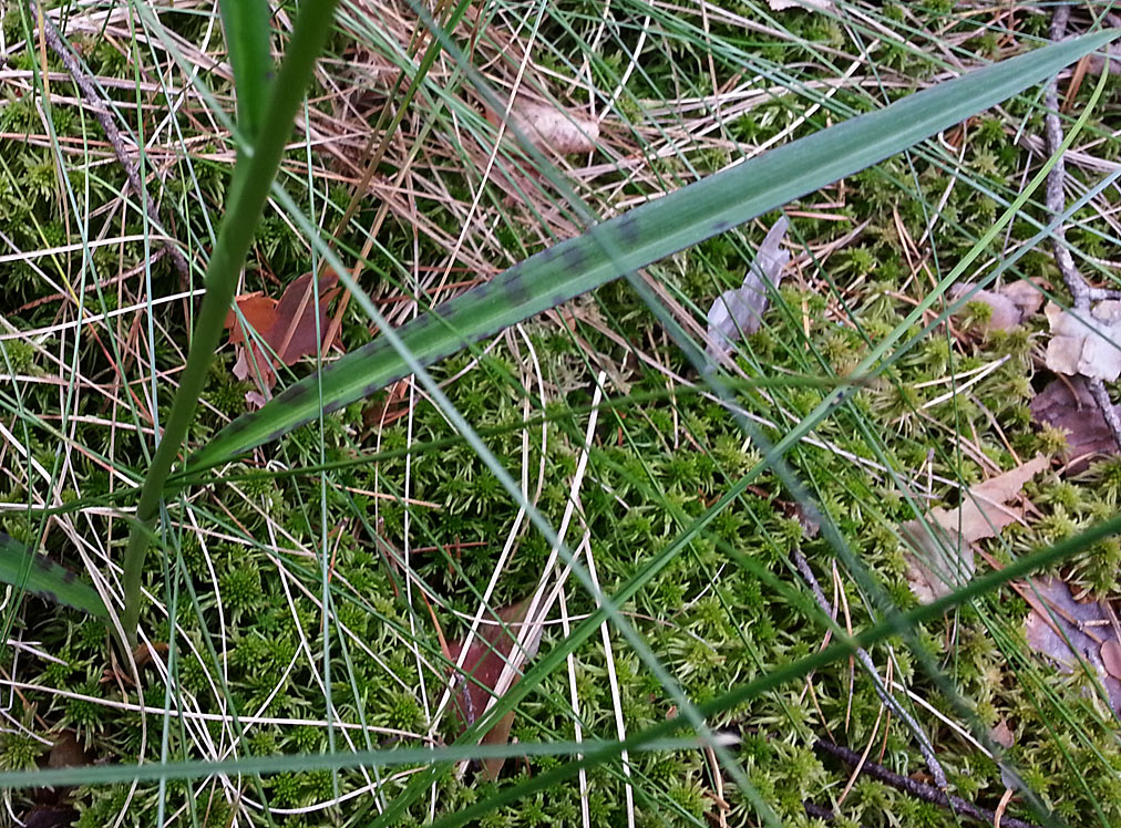 Image of Dactylorhiza maculata specimen.