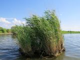 Phragmites australis