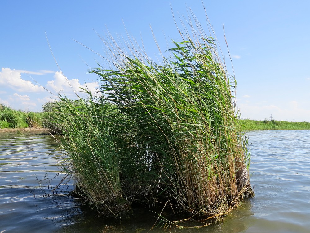 Изображение особи Phragmites australis.