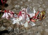 Gaura lindheimeri. Верхняя часть соцветия. Германия, г. Дюссельдорф, Ботанический сад университета. 03.07.2014.