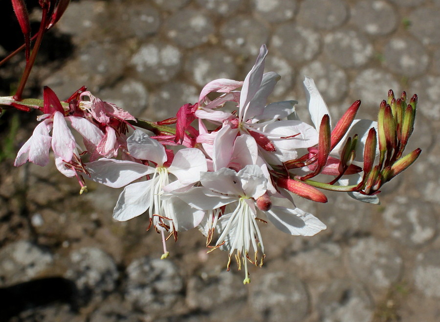 Image of Gaura lindheimeri specimen.