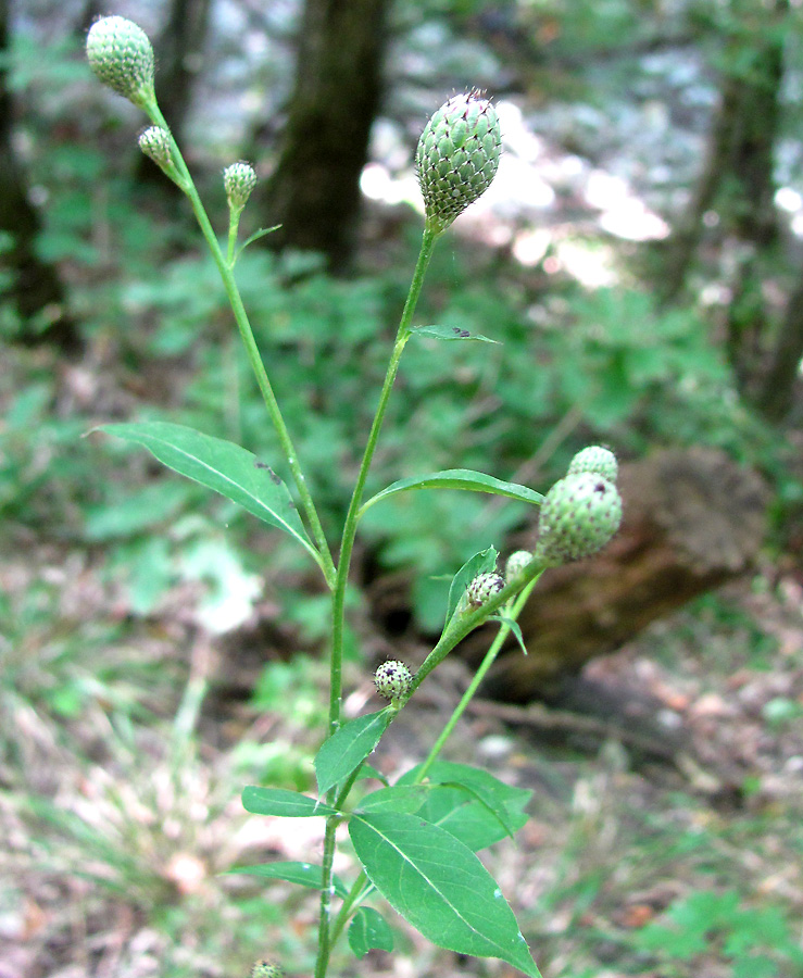 Image of Klasea quinquefolia specimen.