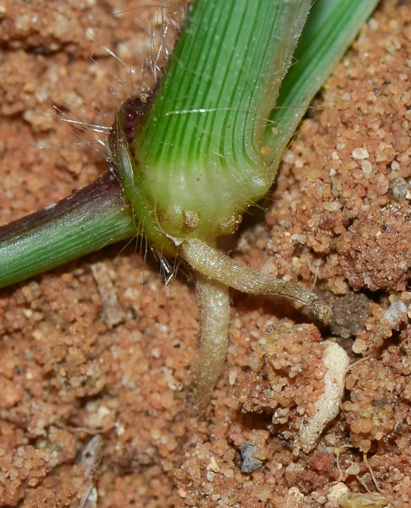 Image of Dactyloctenium aegyptium specimen.