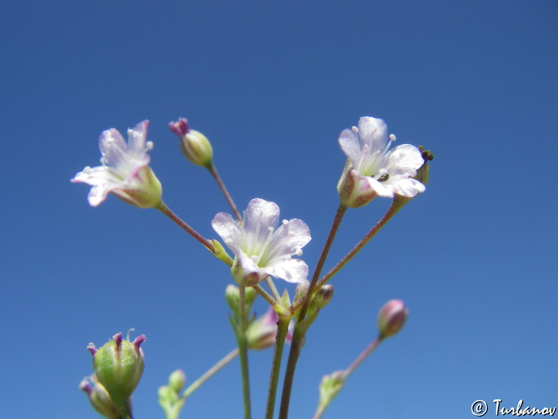 Image of Gypsophila perfoliata specimen.