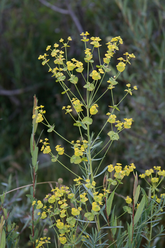 Изображение особи Euphorbia jaxartica.