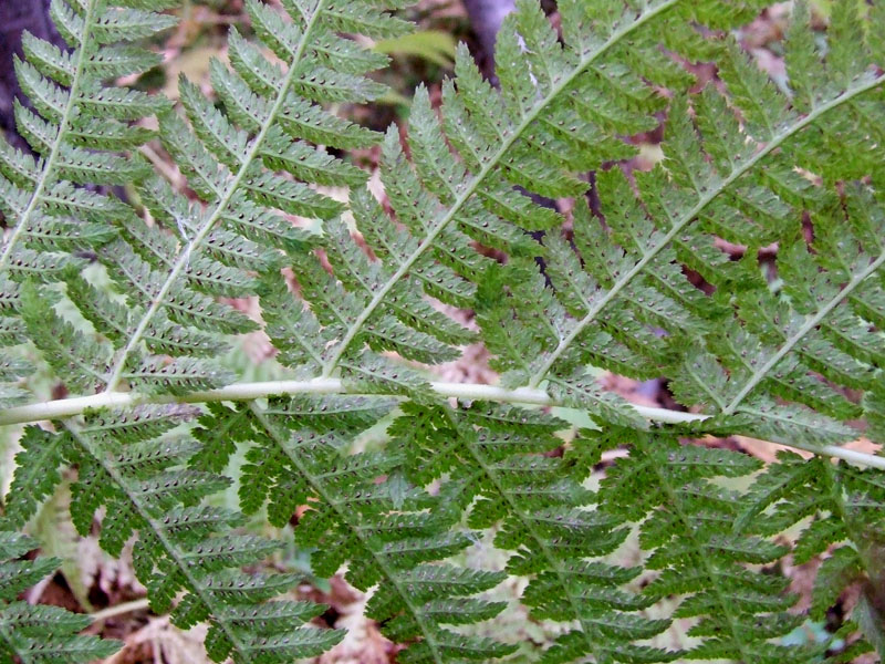 Image of Athyrium filix-femina specimen.