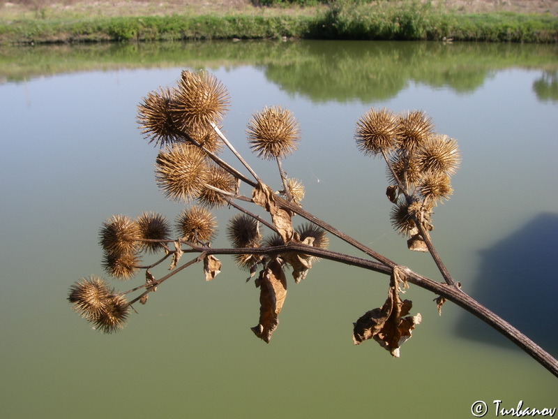 Image of Arctium &times; mixtum specimen.