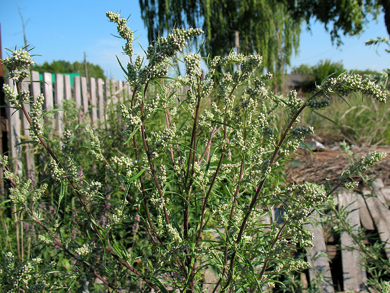 Изображение особи Artemisia vulgaris.