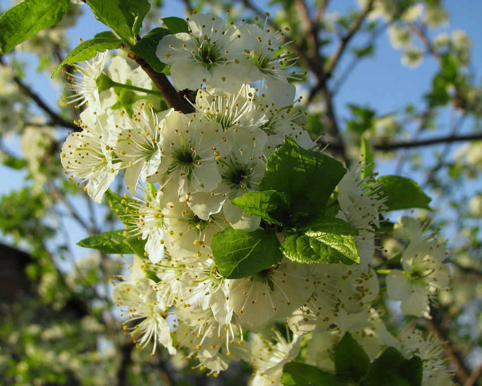 Image of Prunus domestica specimen.