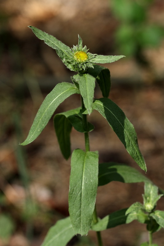 Изображение особи Inula britannica.