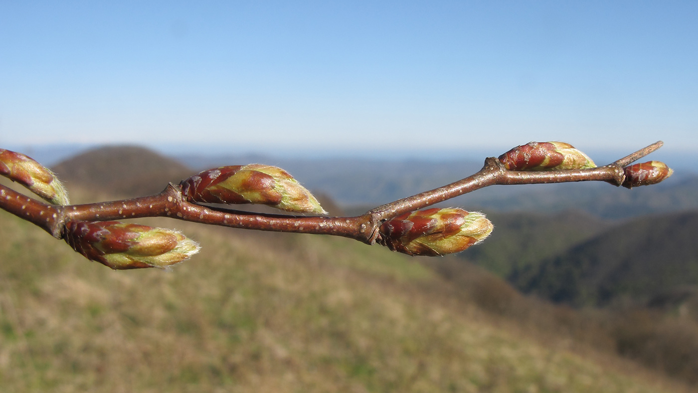 Image of Carpinus orientalis specimen.