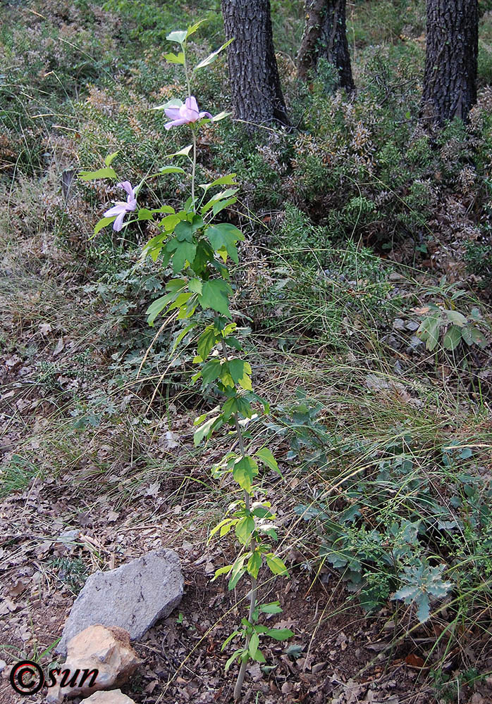 Изображение особи Hibiscus syriacus.