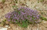 Thymus hirticaulis. Куртинка цветущего растения. Вологодская обл., Великоустюгский р-н, берег р. Сухоны. Июль 2015 г.