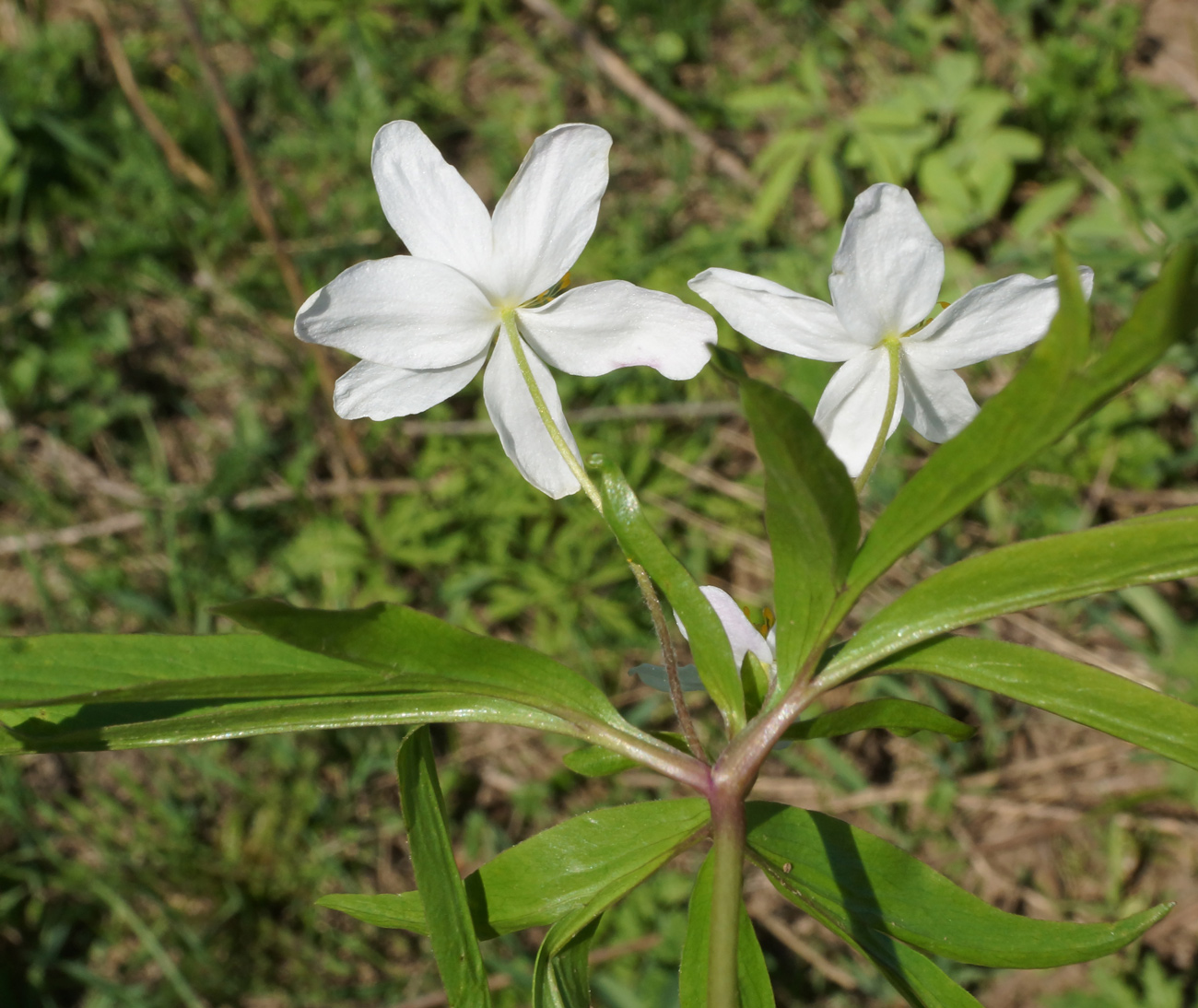 Image of Anemone caerulea specimen.