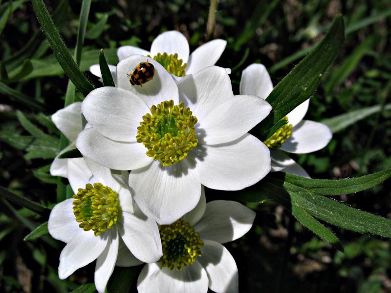 Изображение особи Anemonastrum fasciculatum.