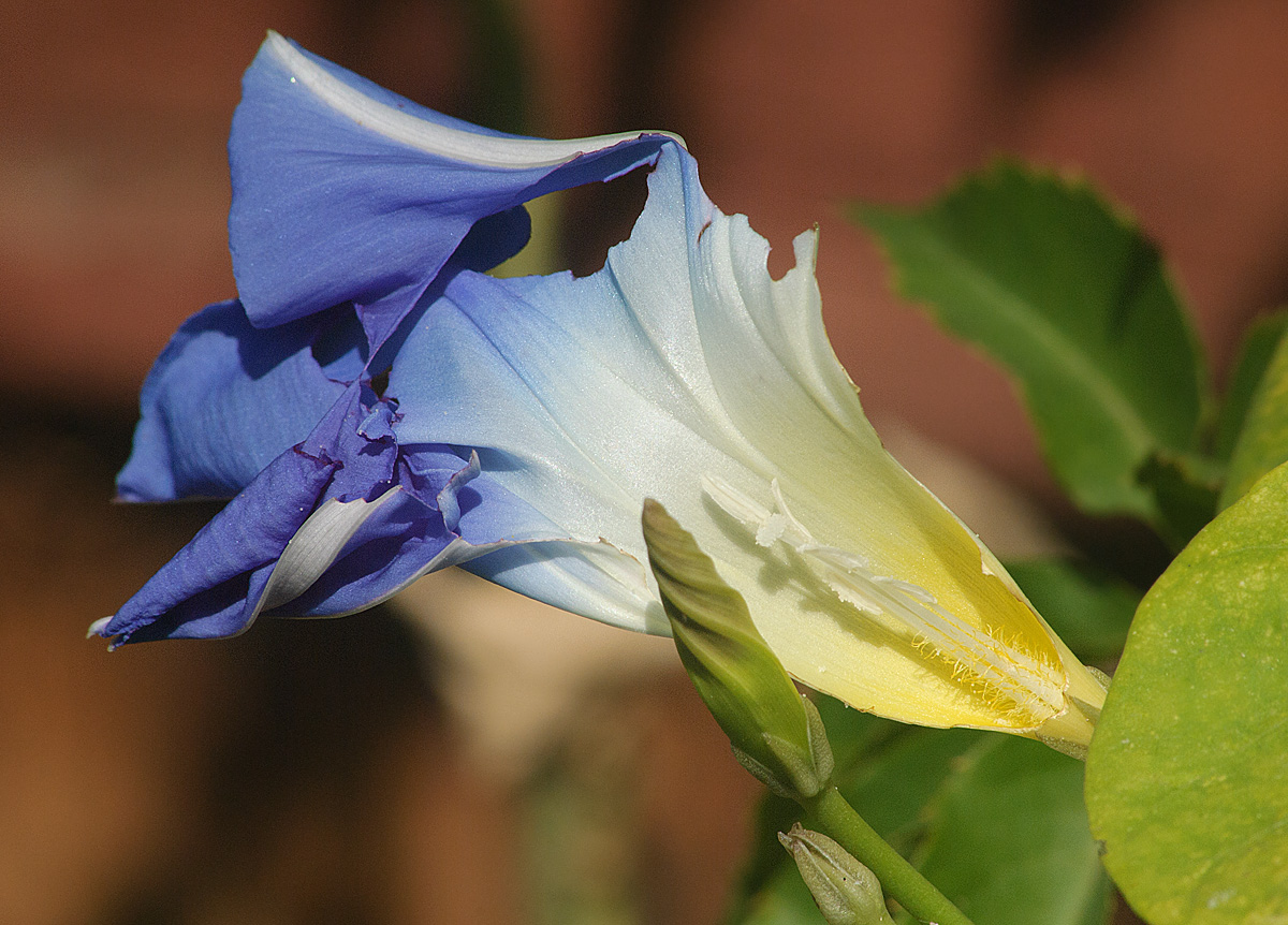 Image of Ipomoea tricolor specimen.