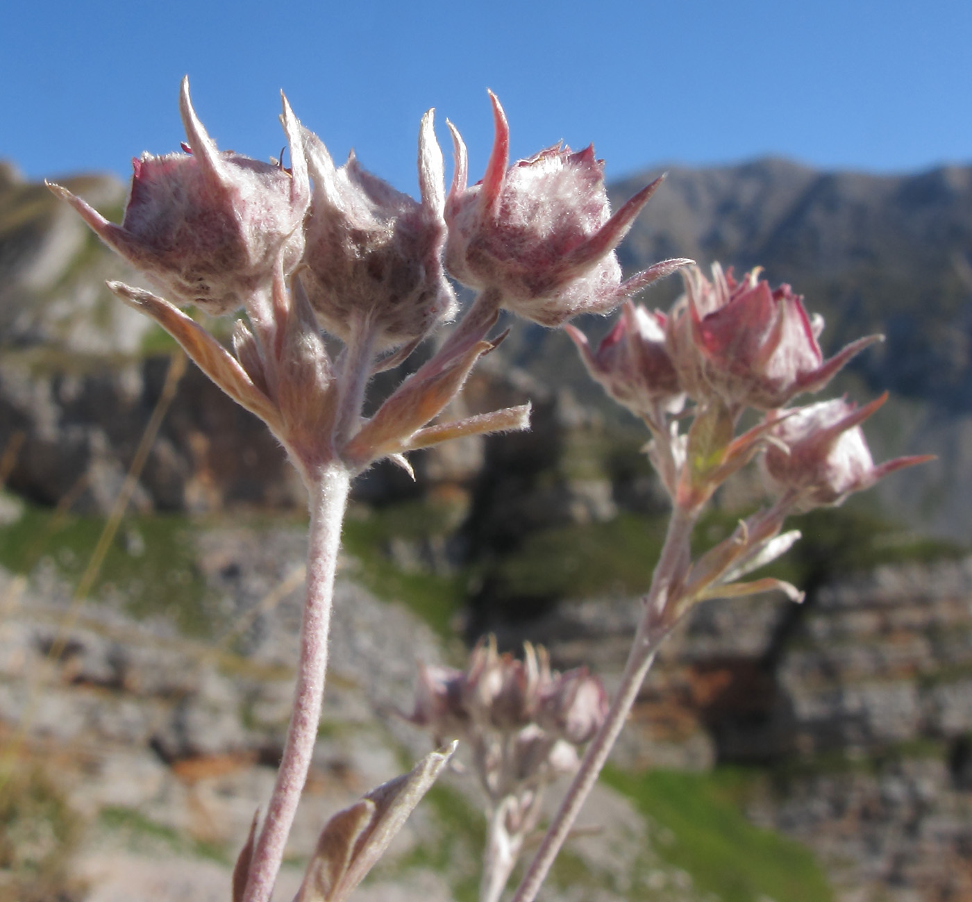 Image of Potentilla divina specimen.