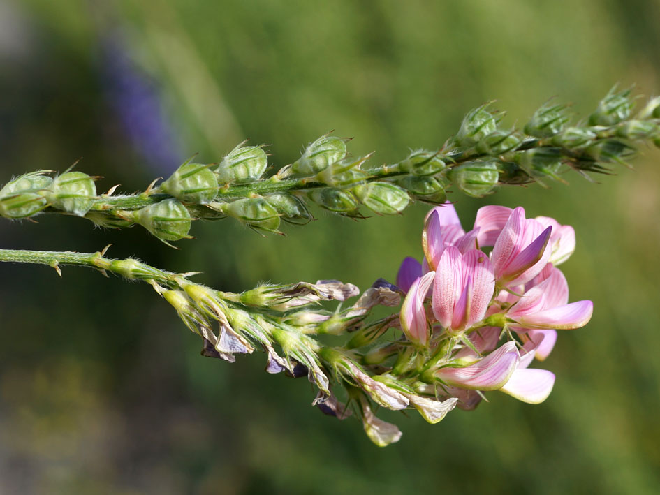 Изображение особи Onobrychis arenaria.