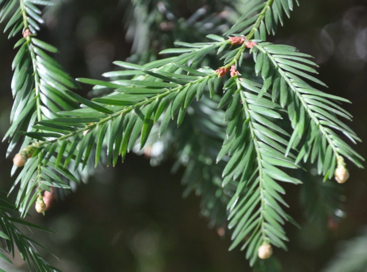 Image of Metasequoia glyptostroboides specimen.