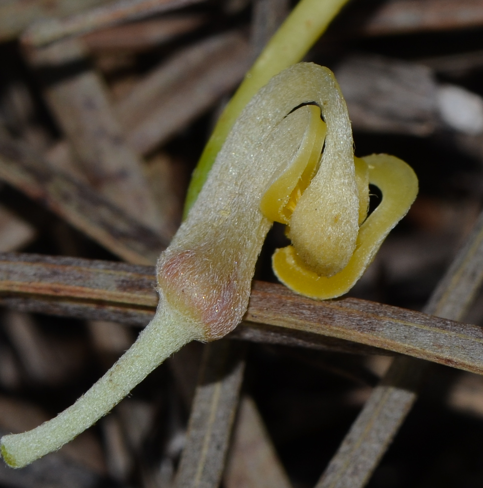 Image of Hakea chordophylla specimen.