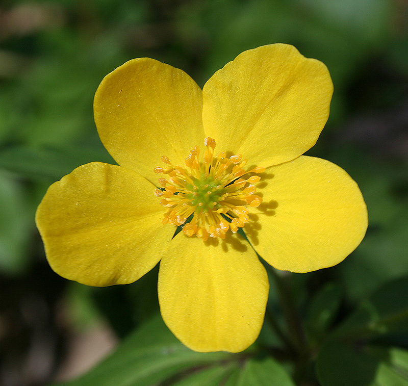 Image of Anemone ranunculoides specimen.