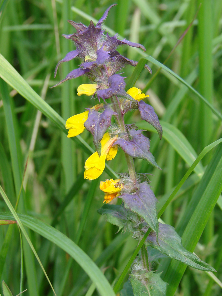 Image of Melampyrum nemorosum specimen.