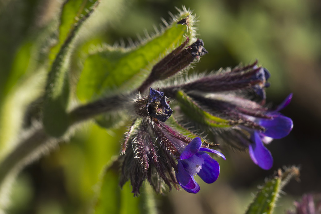 Image of Anchusa azurea specimen.