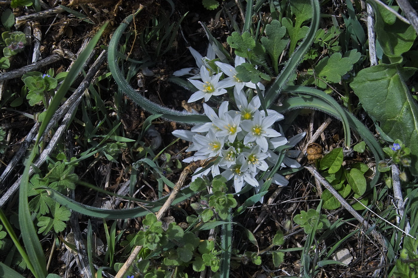 Изображение особи Ornithogalum fimbriatum.