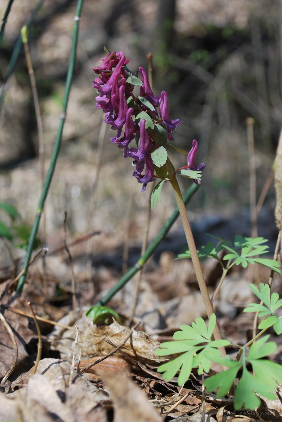 Image of Corydalis solida specimen.