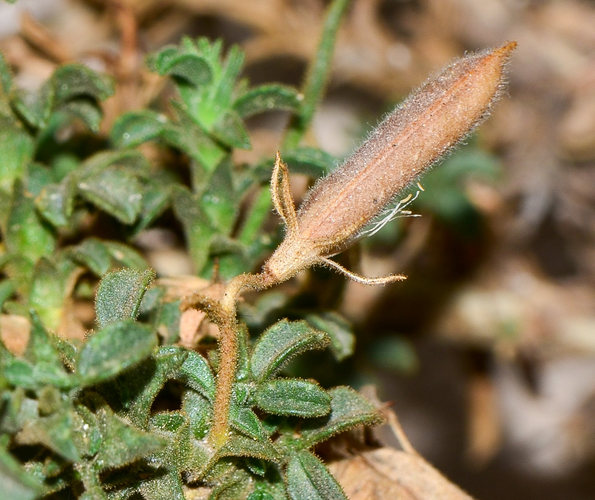 Image of Ononis hesperia specimen.