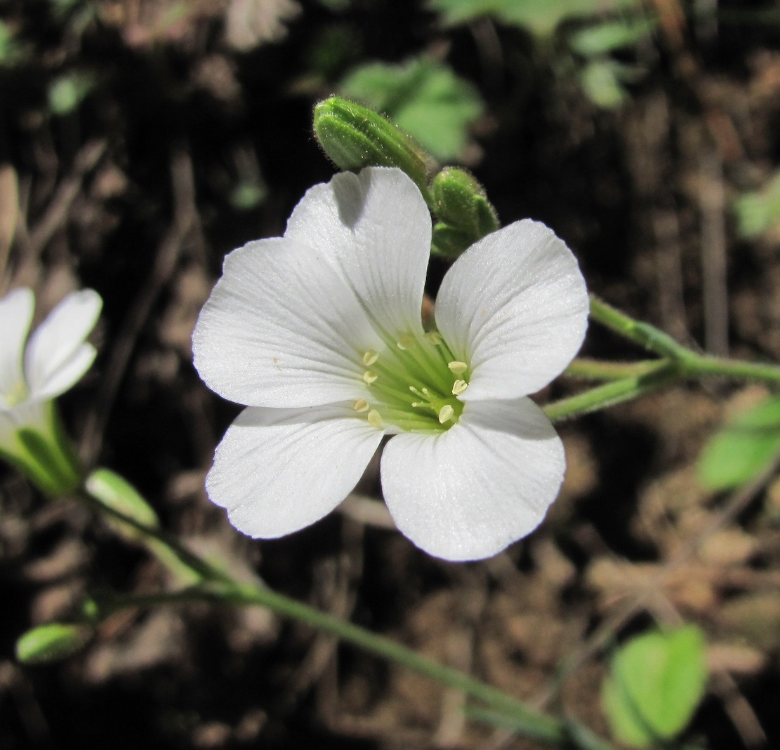 Image of Minuartia circassica specimen.