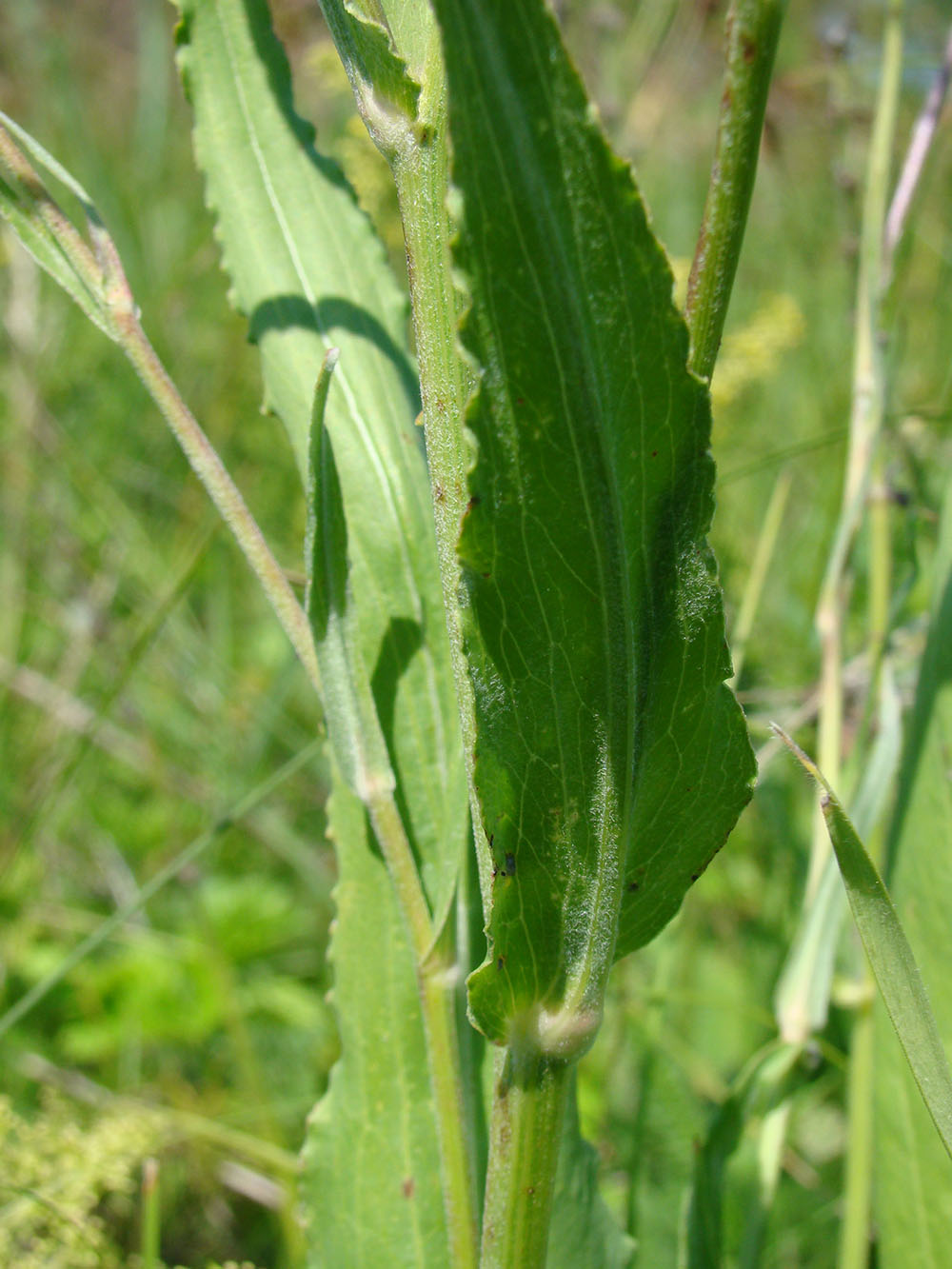 Image of Scorzonera hispanica specimen.