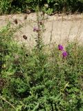 Cirsium maackii