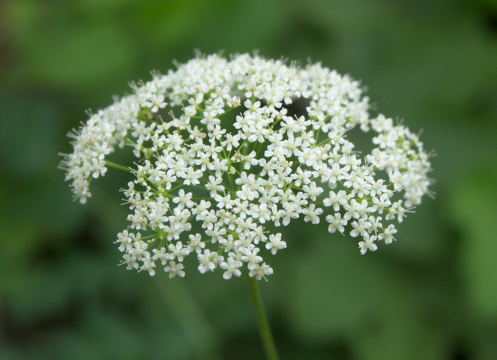 Image of Pimpinella saxifraga specimen.