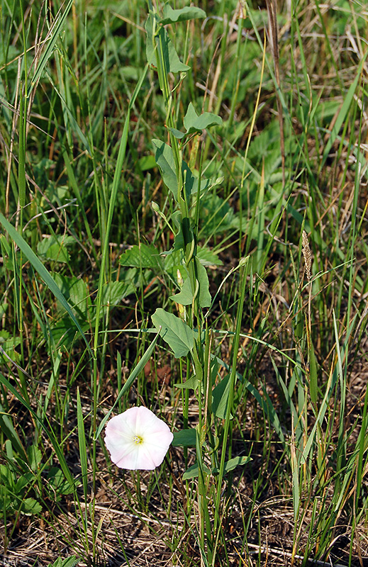 Image of Convolvulus arvensis specimen.