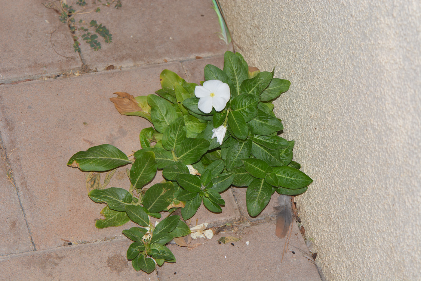 Image of Catharanthus roseus specimen.