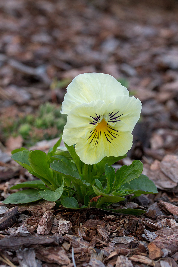 Image of Viola wittrockiana specimen.