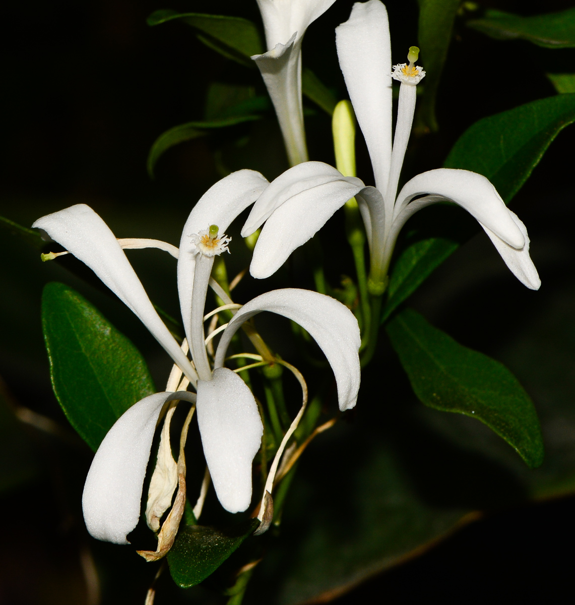 Image of Turraea obtusifolia specimen.