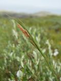 Carex aquatilis. Верхушка побега с отцветшими мужскими цветками и завязавшимися плодами. Мурманская обл., Кольский р-н, окр. пос. Дальние Зеленцы, окр. Столбового озера, сырая закустаренная тундра. 25.07.2016.