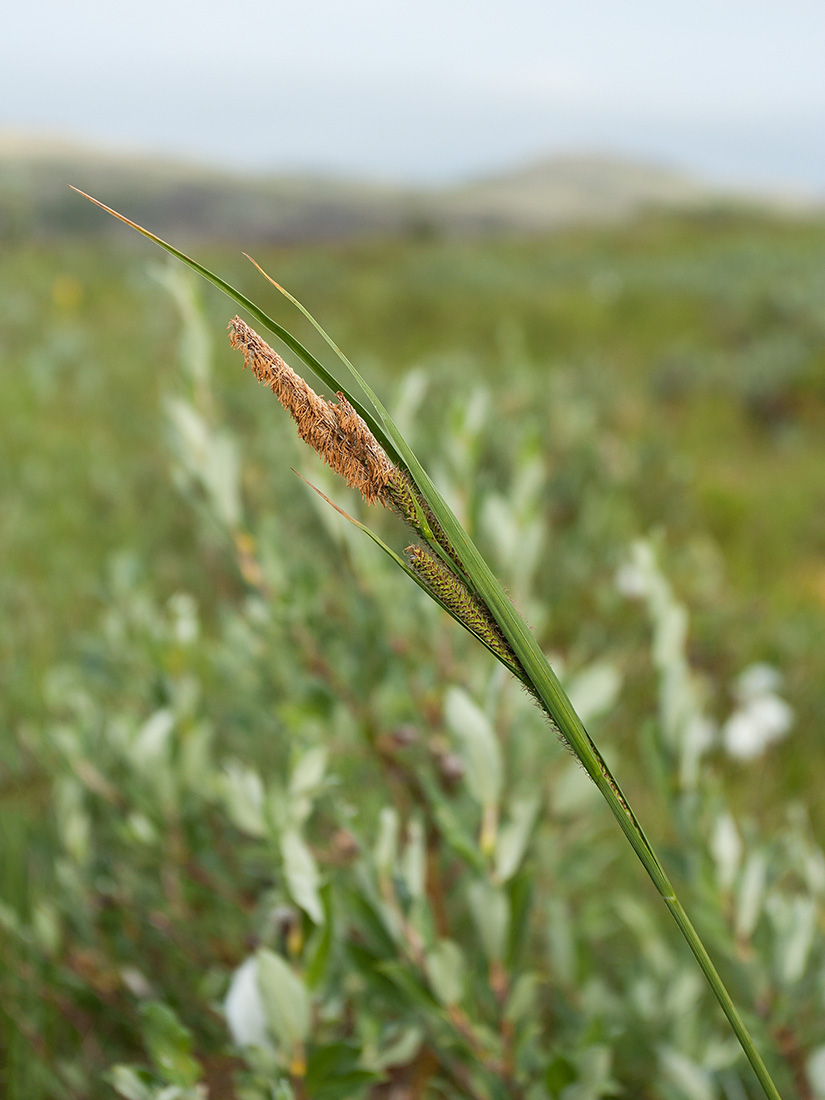 Изображение особи Carex aquatilis.