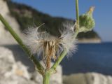 Sonchus oleraceus. Пазушное соплодие с разлетающимися семянками. Краснодарский край, м/о г. Геленджик, окр. с. Дивноморское, приморский склон горы Димегана, скальное обнажение. 25.08.2014.