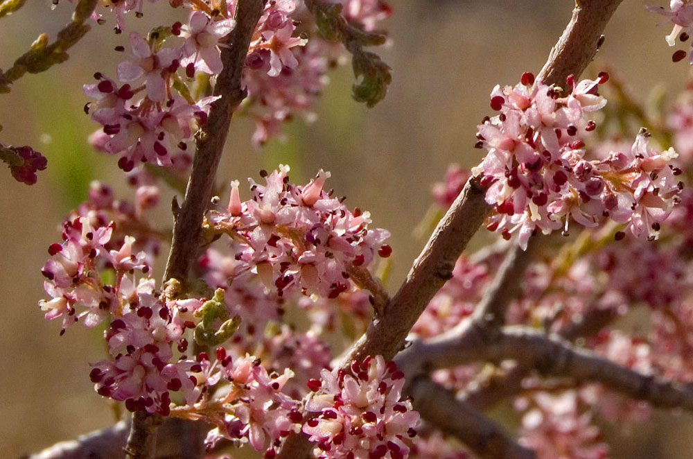 Image of Tamarix laxa specimen.