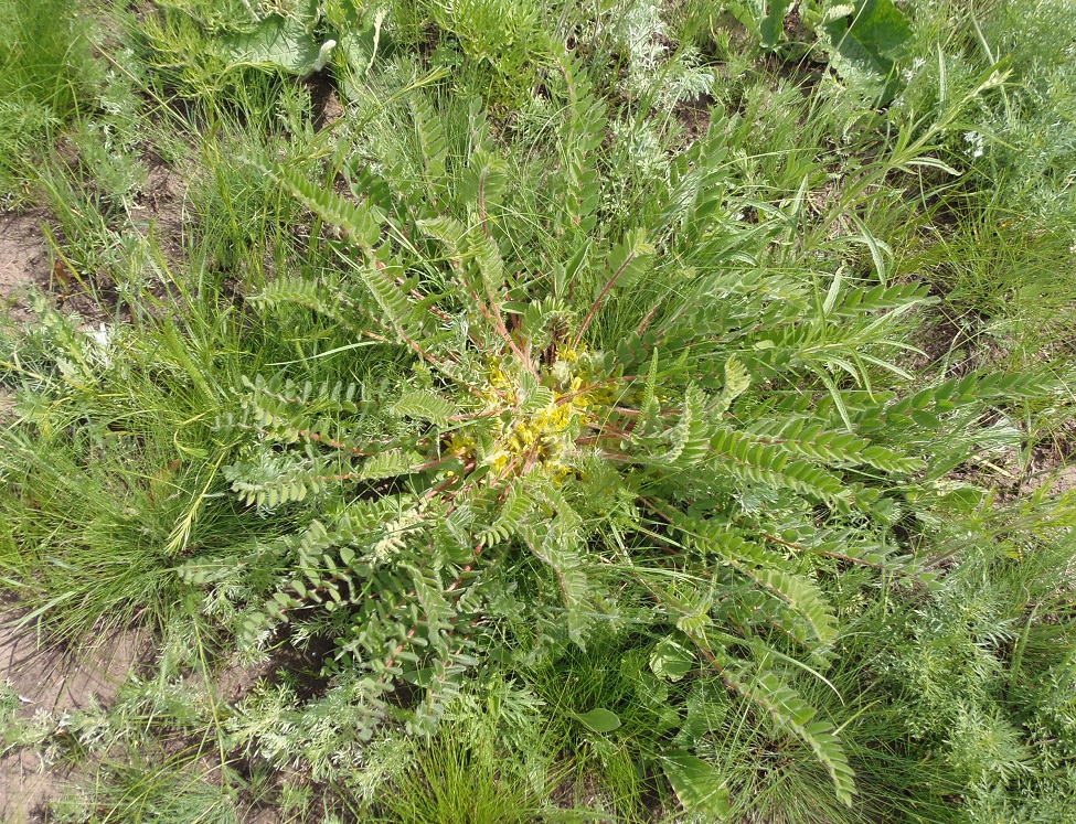 Image of Astragalus pubiflorus specimen.