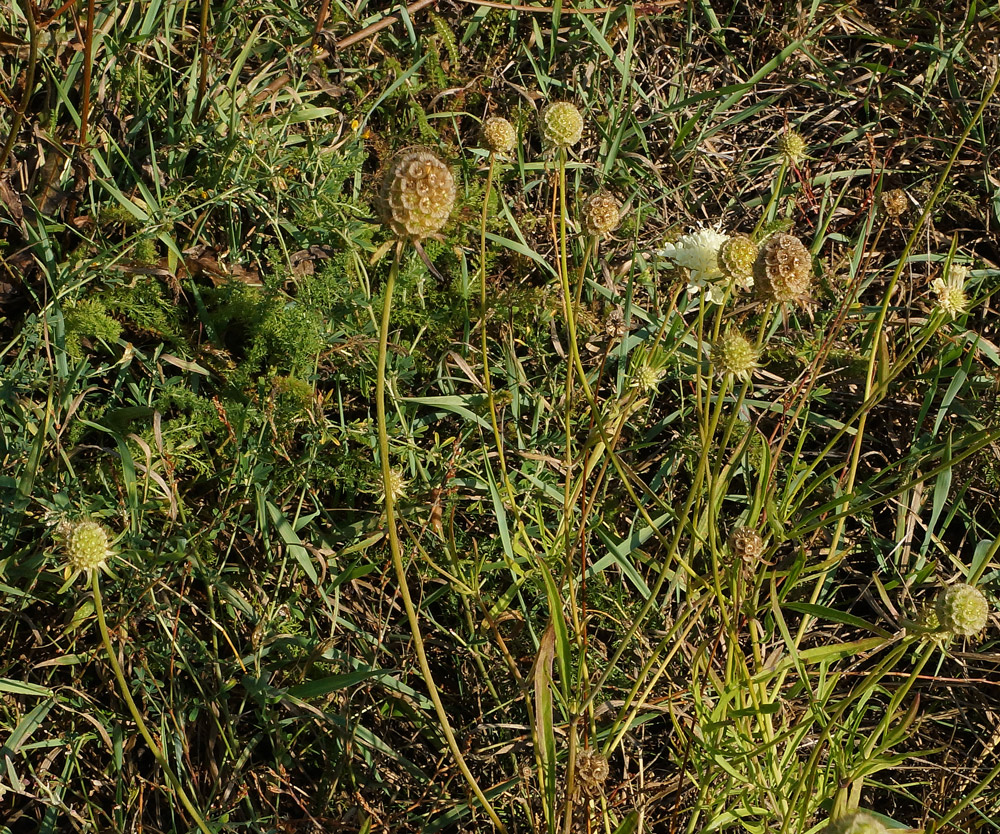 Image of Scabiosa ochroleuca specimen.