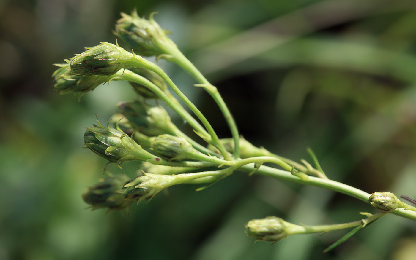 Image of Hieracium umbellatum specimen.