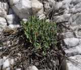 Silene flavescens subspecies thessalonica