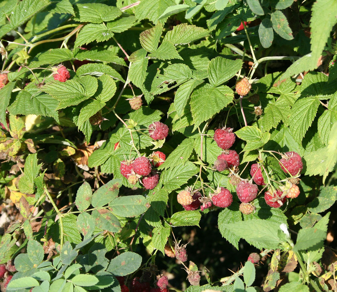 Изображение особи Rubus idaeus.